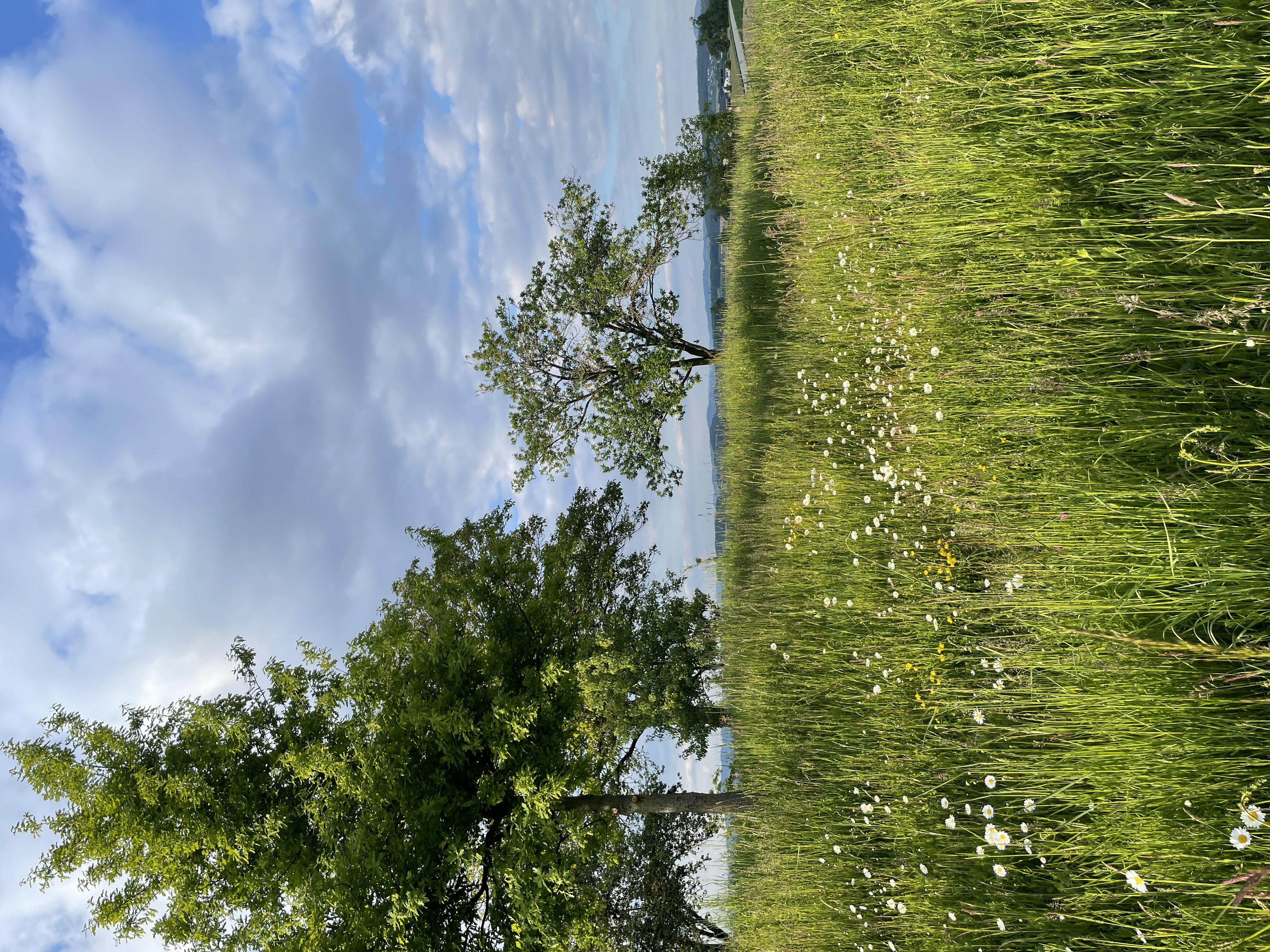Wiese